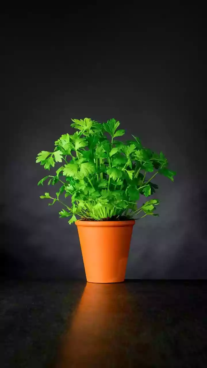 How Often A Potted Lemon Plant Needs Water