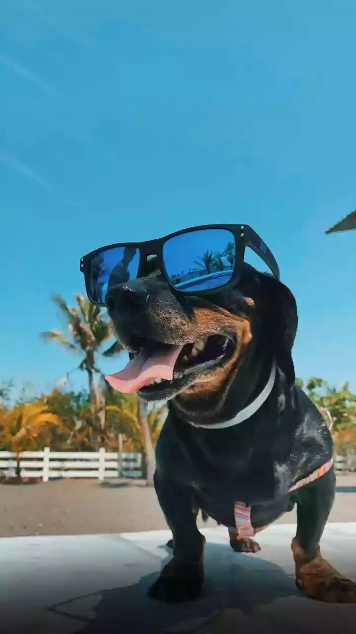Indian Holidays Are Getting Planned Around Pets Now