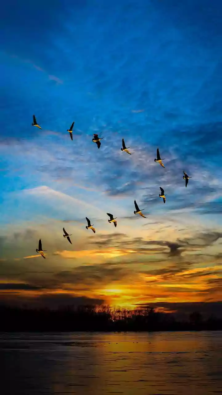 How Migratory Birds Use V-Formation Flight Mechanics To Conserve Energy Across Oceans