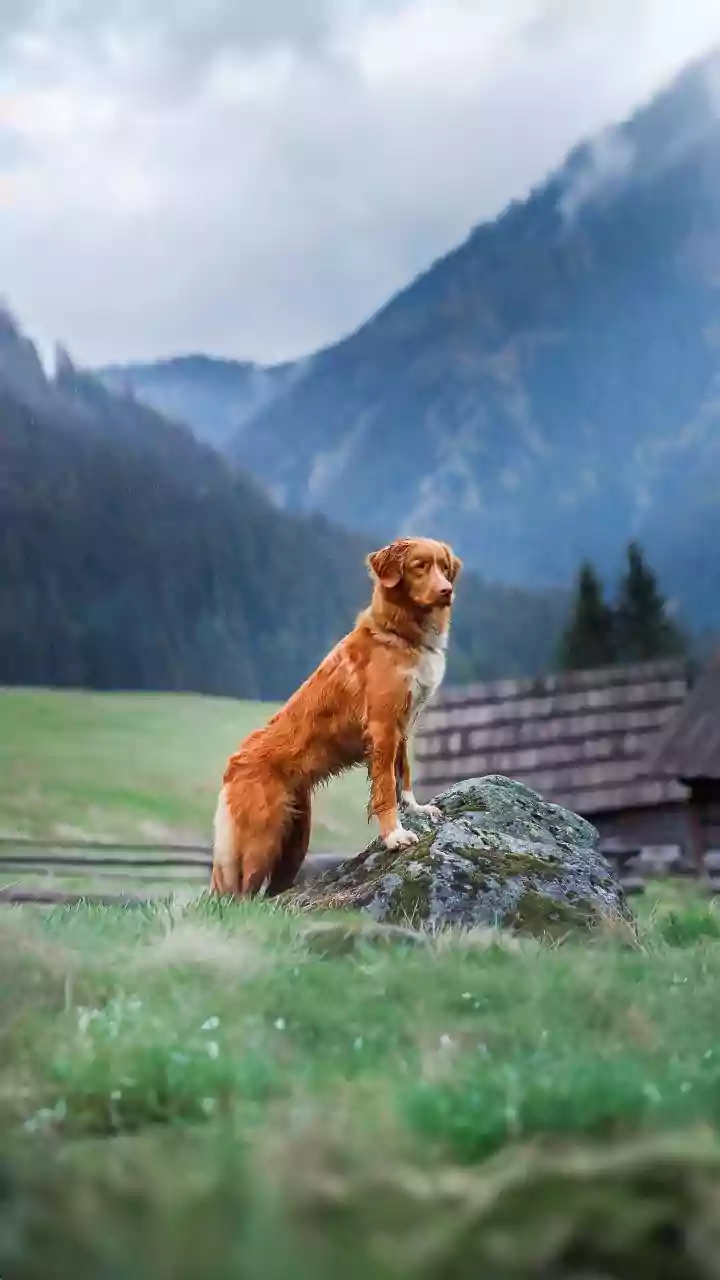 Rainy Pet Care Starts After Every Walk