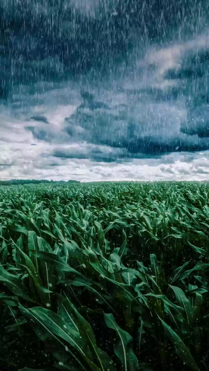 The Rainfall Factor Behind Better Harvests