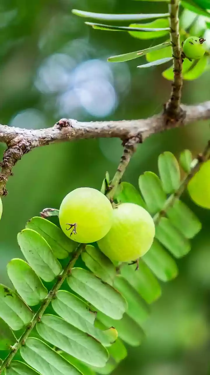 Plants Fight Antibiotic Resistance: NIT Study