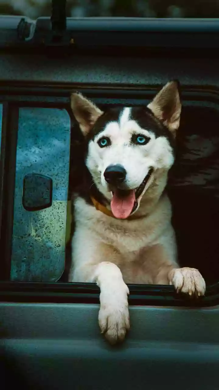 Petfishing: The Adorable Dating Trend — Cute Charm or Deceptive Tactic?