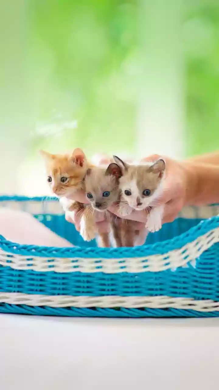 Tiny Thermostats: Why Newborn Kittens Can't Stay Warm on Their Own