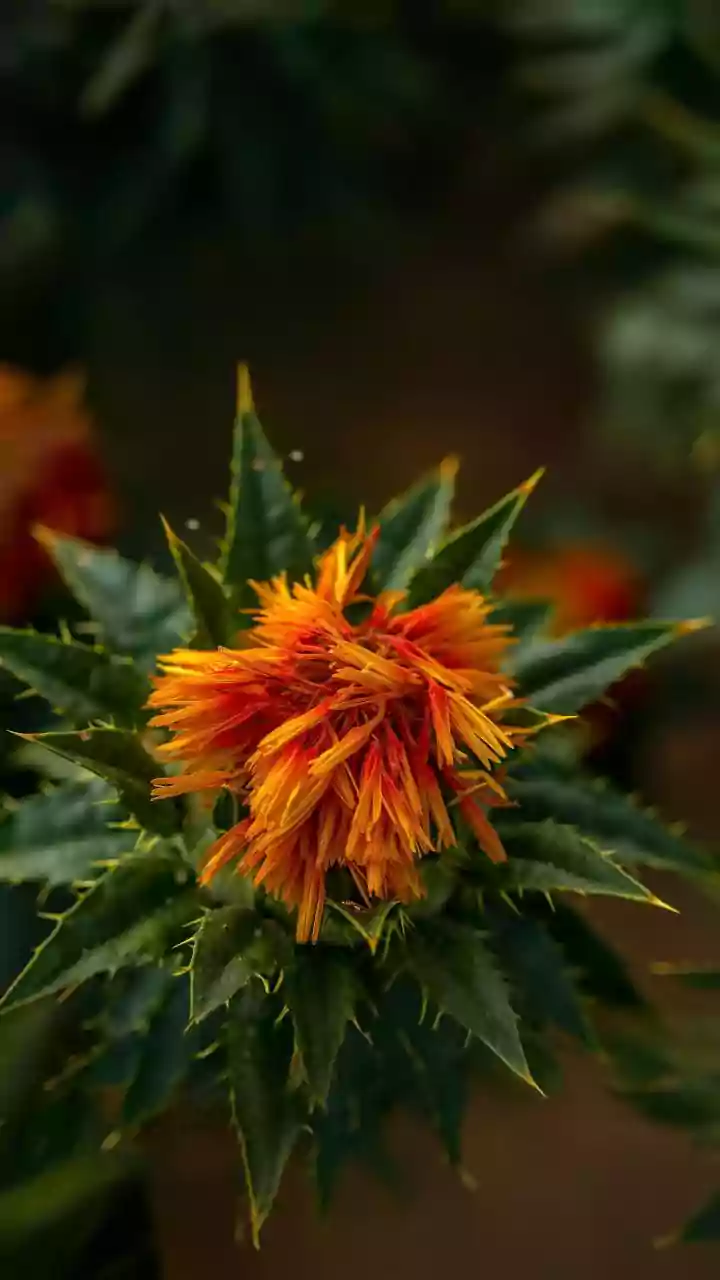 A Spotlight On Choosing Plants For Future Water Use In The Low-Water Gardening Shift
