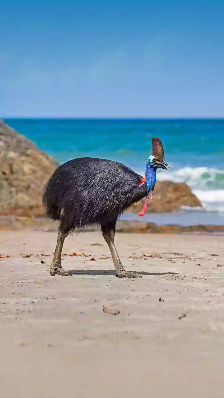 7 Astonishing Flightless Birds: Nature's Grounded Wonders