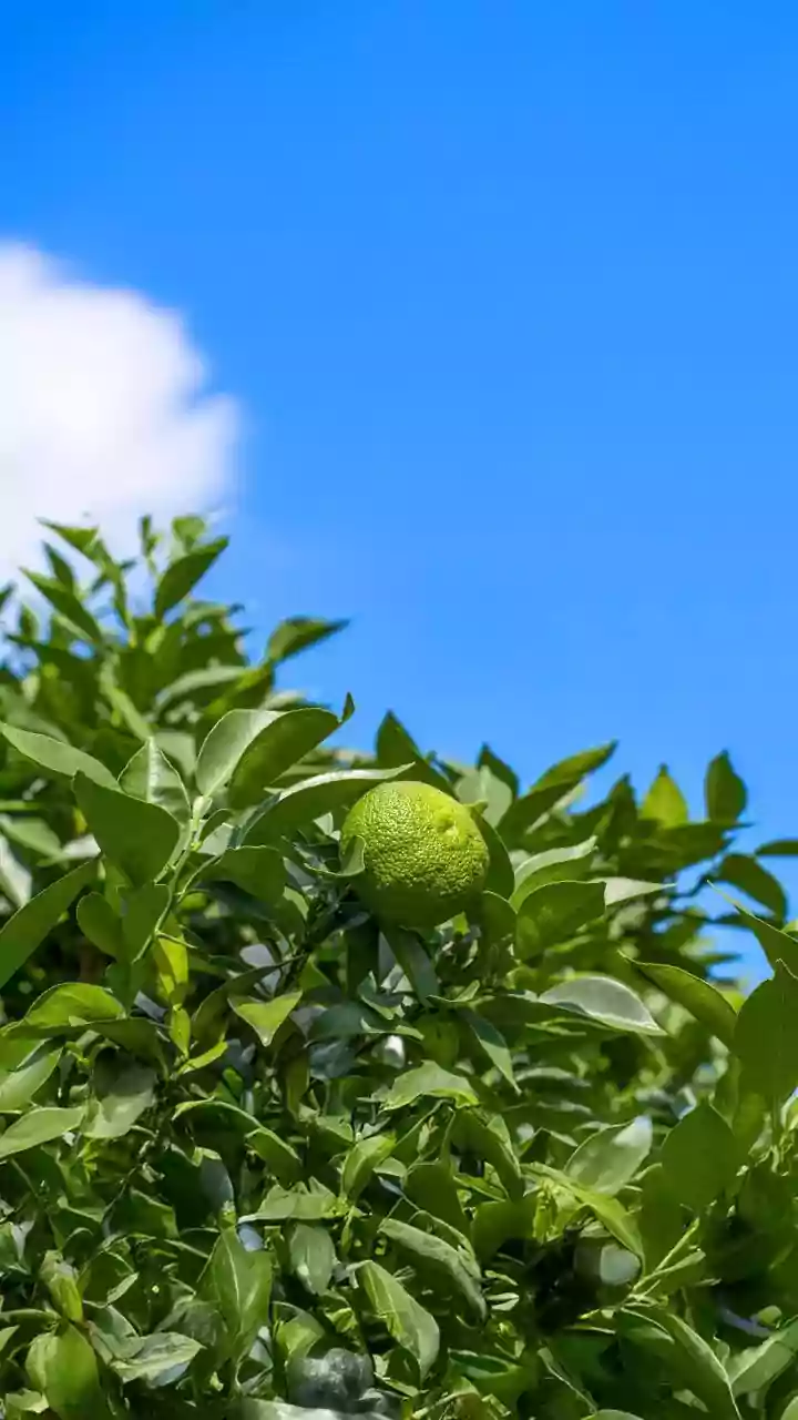 Latest Update On The Role Of Soil In Growing Lemons At Home