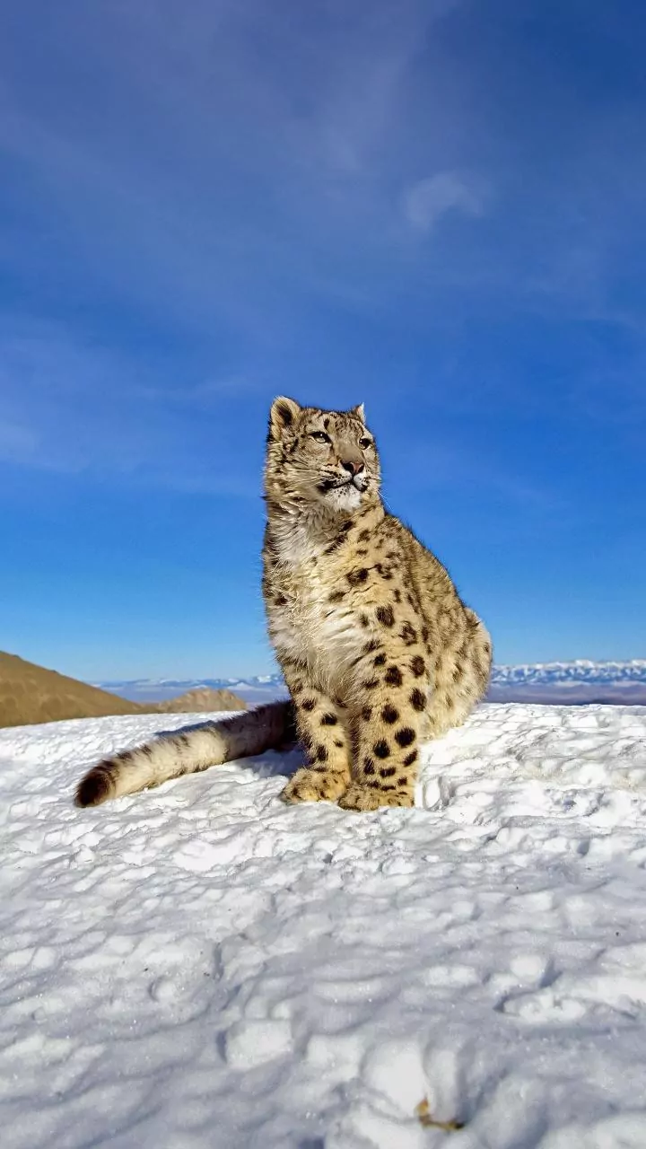 India participates in Russia-India roundtable on Snow Leopard conservation