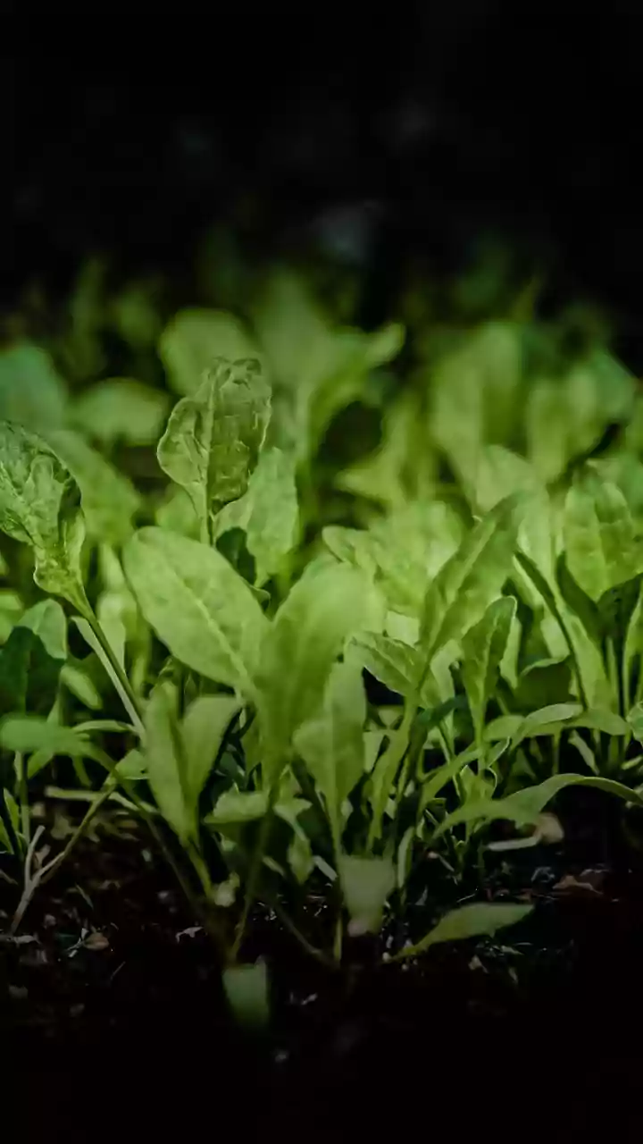 The August Sowing Window Brings Local Rainfall and Container Depth Together in One Story