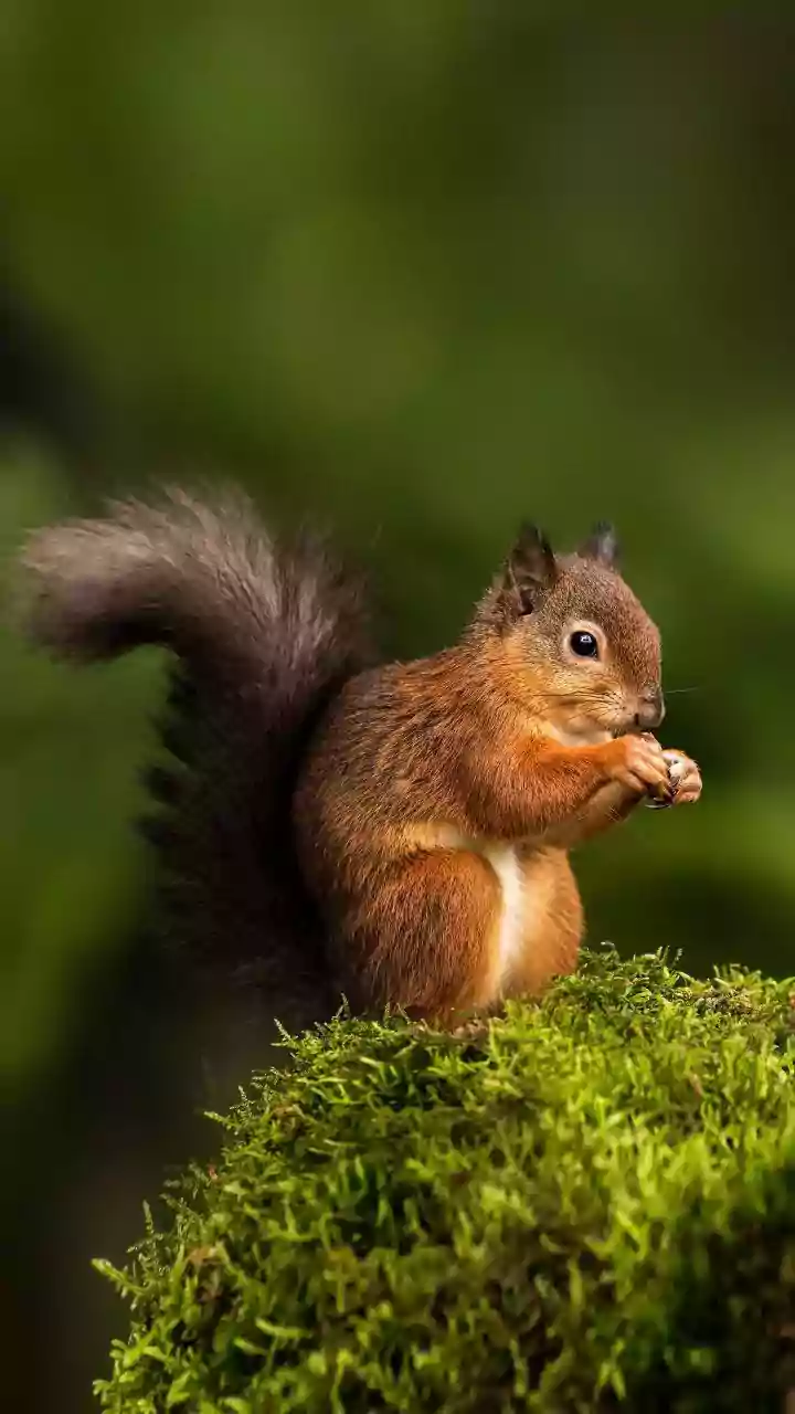 What to Learn About Small Creatures with Big Forest Roles from the 186-Species Seed-Dispersal Study