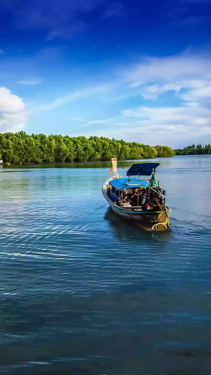 Satellite Remote Sensing Quantifies Blue Carbon Gains From Sundarbans Mangrove Replanting