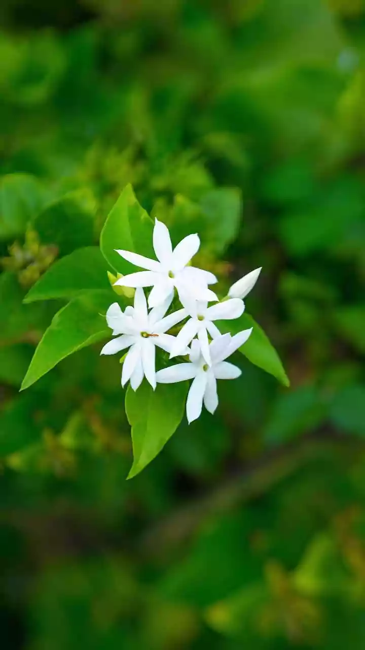 Why Balcony Night-Blooming Jasmine Is the Perfect Plant Parent Project