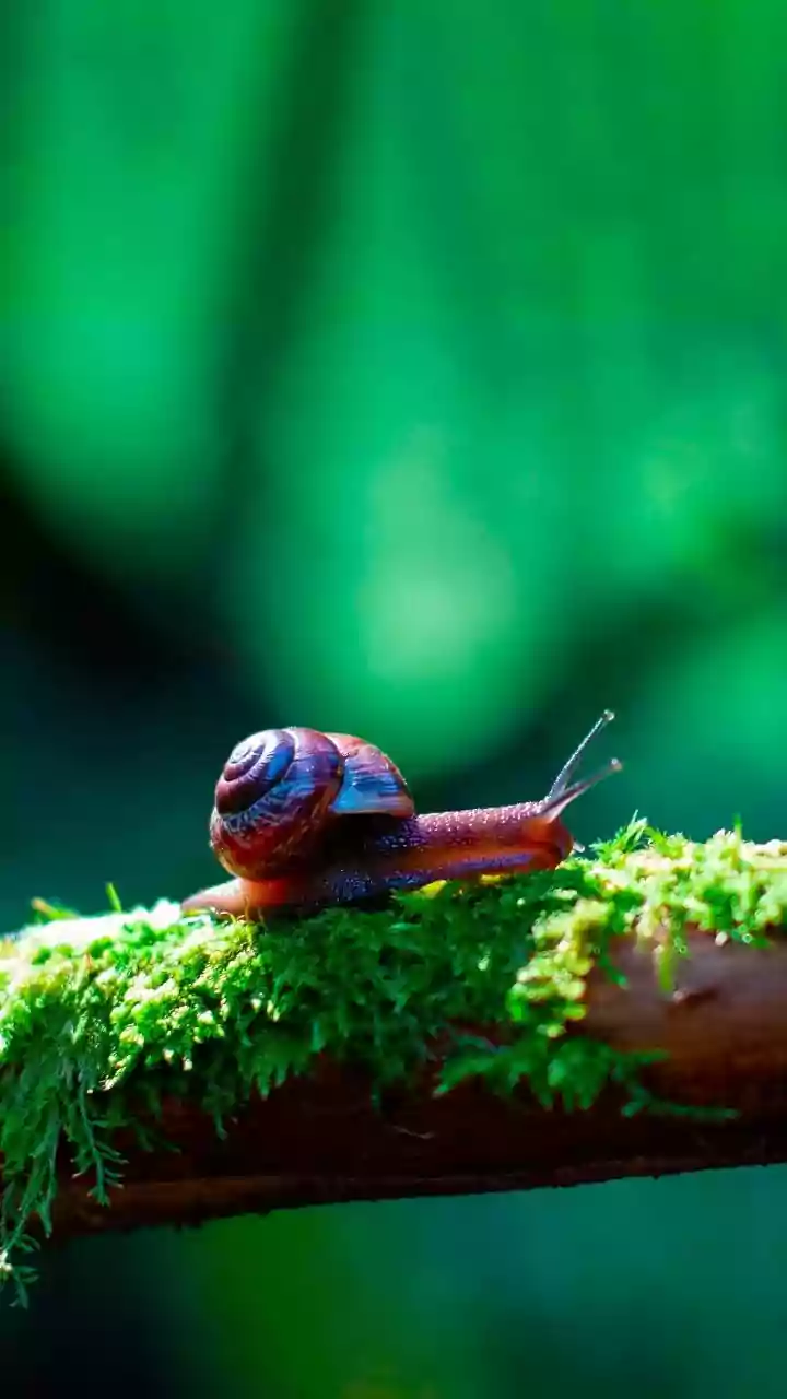 Uncover Serenity: How Observing Snails Can Transform Your Mental Well-being