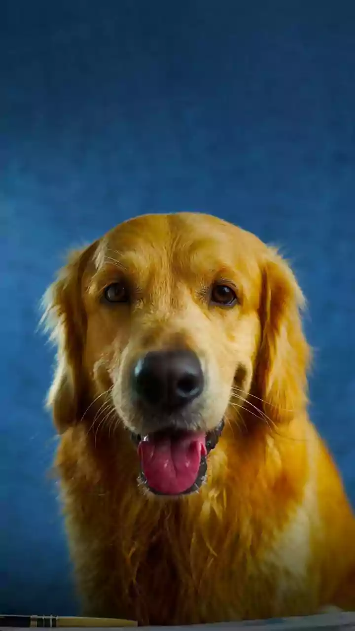 8 Peculiar Dog Behaviors Decoded: Understanding Your Canine Companion's Cues