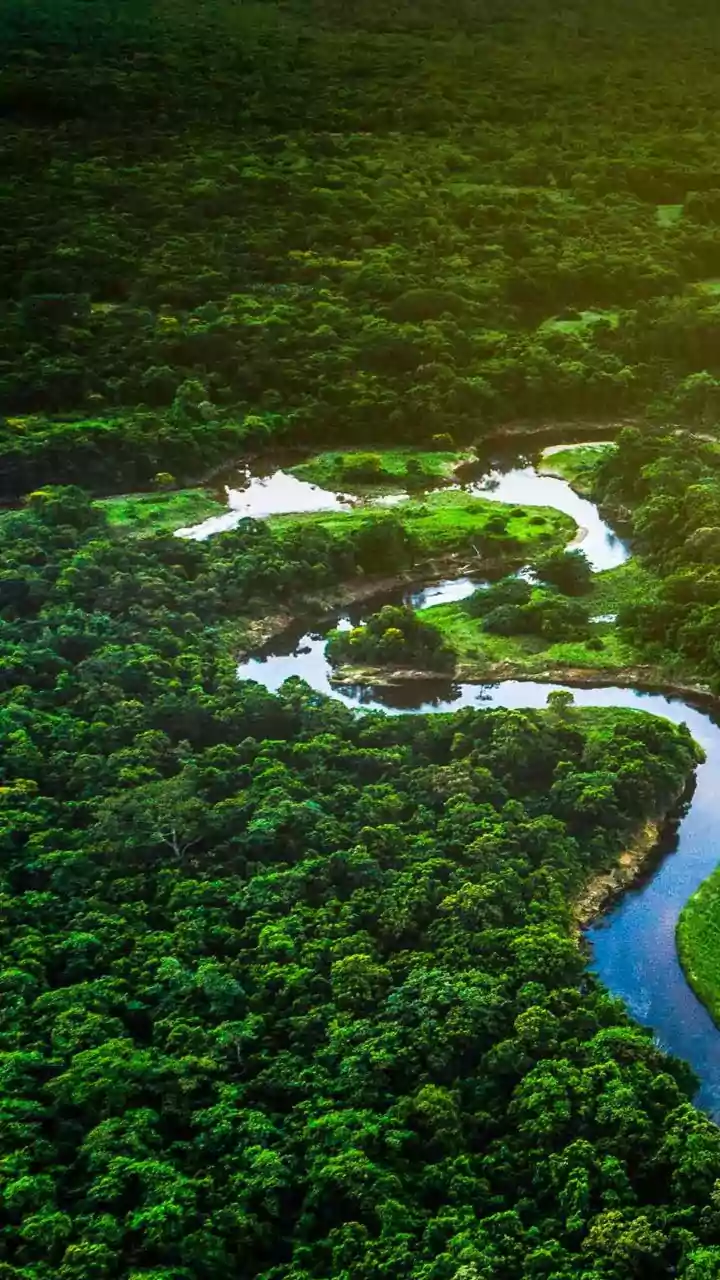 Unveiling the Amazon's Secrets: An 8-Night Luxury Rainforest Canopy Expedition