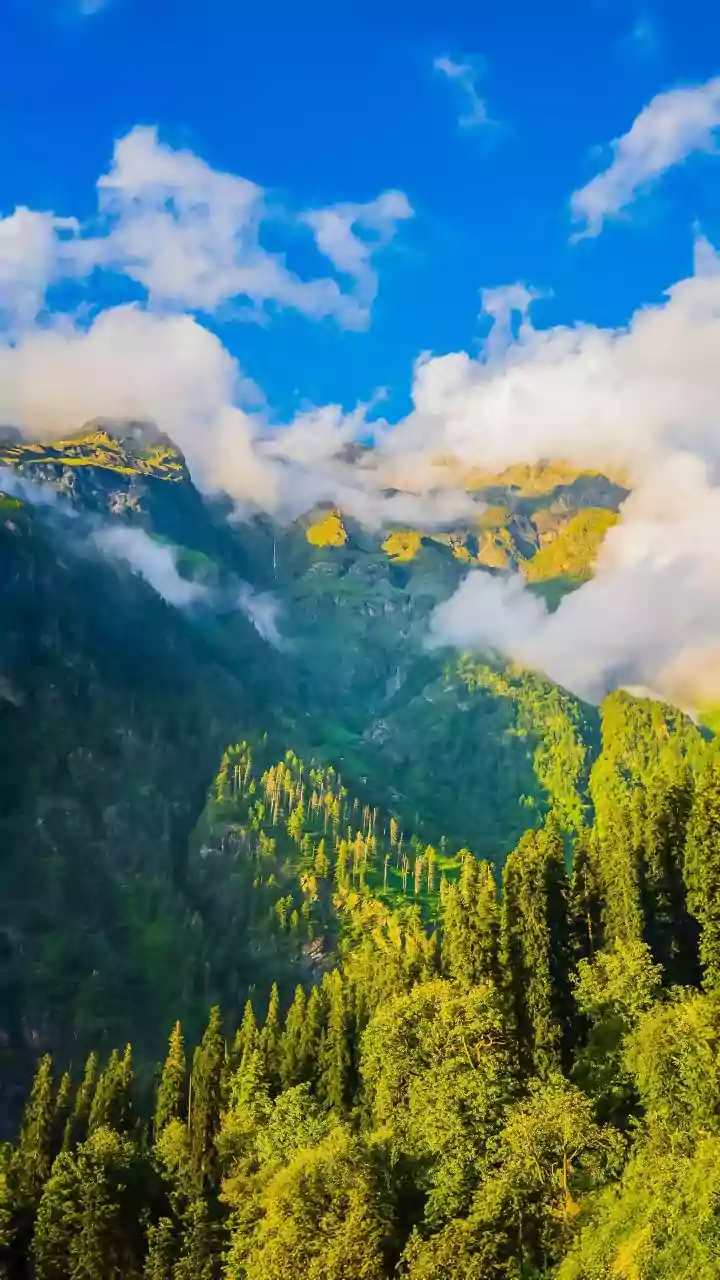 Discover Peaceful Autumn Solitude In The Pine-Covered Valleys Of Himachal