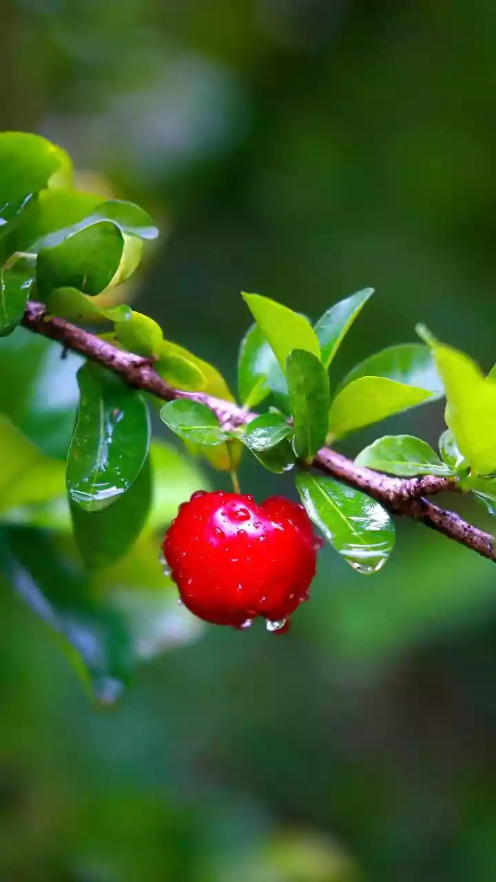 Rainy Weather Calls For These Healthy Fruits