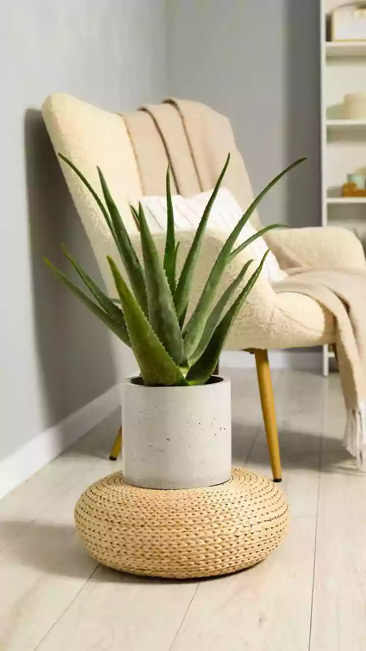New Study Reveals The Real Role Of Indoor Plants In Healthier Living Spaces