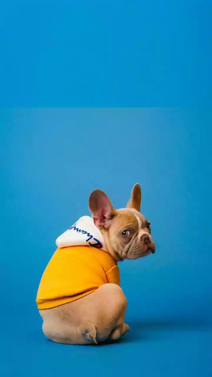 Why Pet Parents Obsess Over Neon Waterproof Dog Raincoats Online