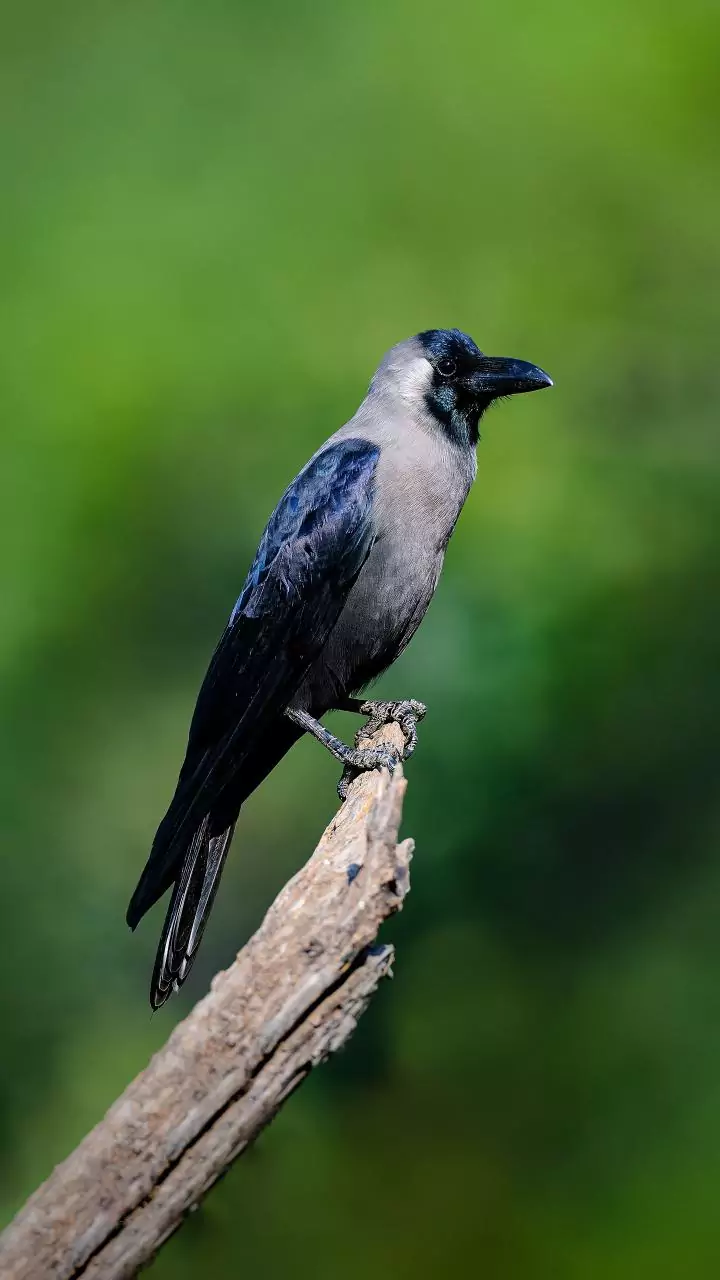 Bird flu detected in dead crows in Chennai
