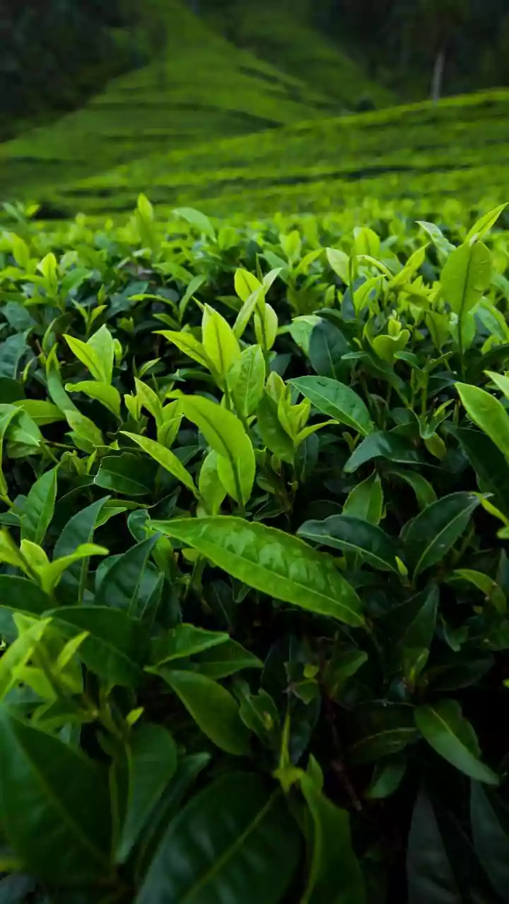 Floods and Climate Risks Threaten Assam's Tea Industry