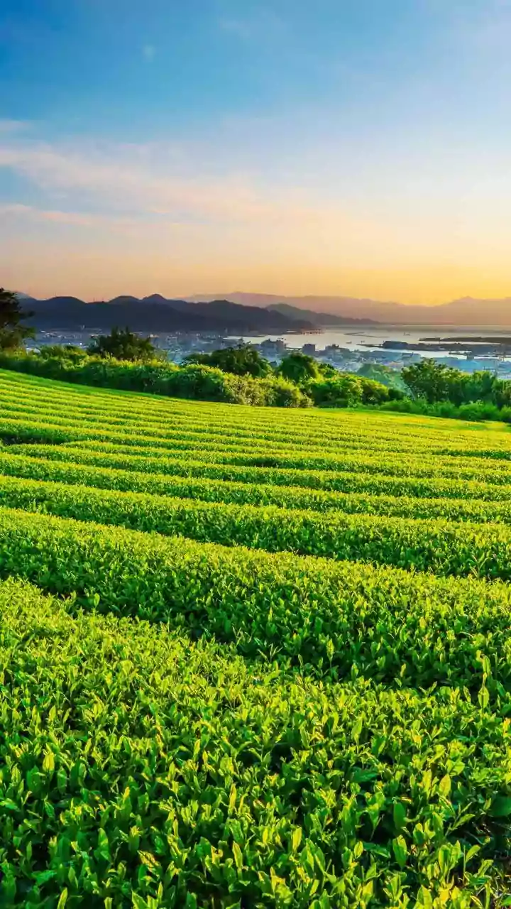 Proposed Safety Framework Seeks To Address Pesticide Levels In Indian Tea Supply