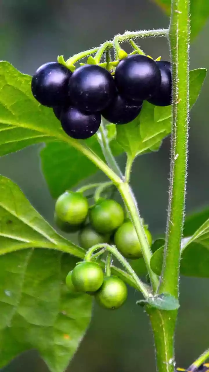 Wild nightshade: A culinary secret worth exploring