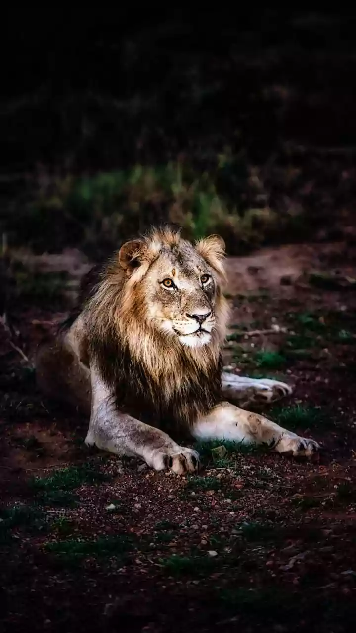 The Latest Discussion Around Ranthambore's 40,000-Registration Rush Centres On Zone Rules And Availability