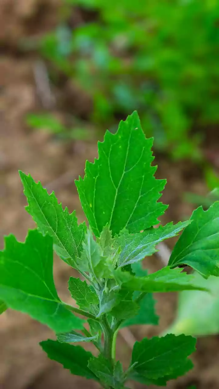 Exploring the health benefits of sesame leaves