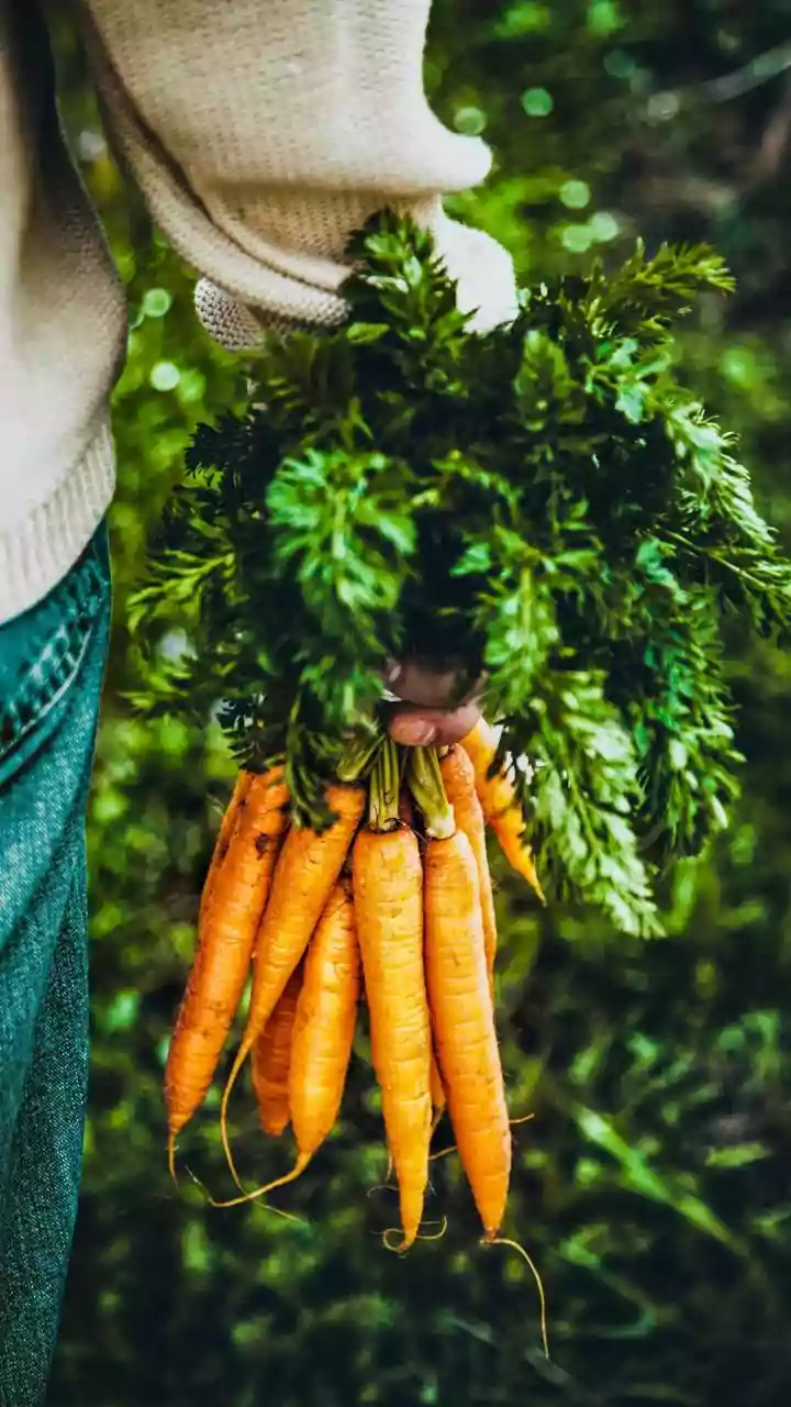 Planting In November: How To Grow Carrots In Deep Pots On North Indian Balconies