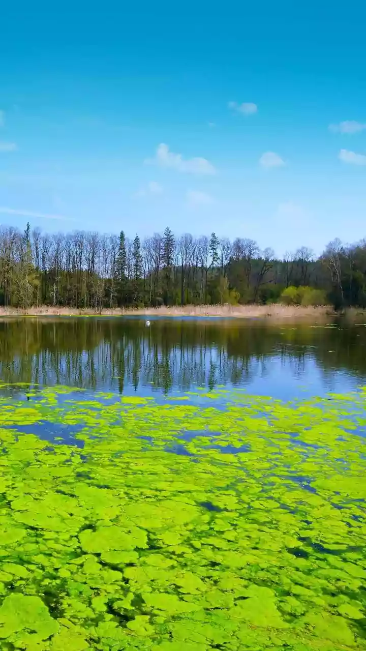 Why Early Detection Could Make A Difference During Harmful Algal Bloom Events