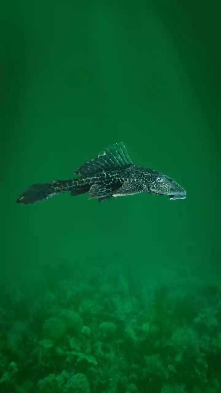 Pela primeira vez, cientistas detectam câncer transmissível entre peixes