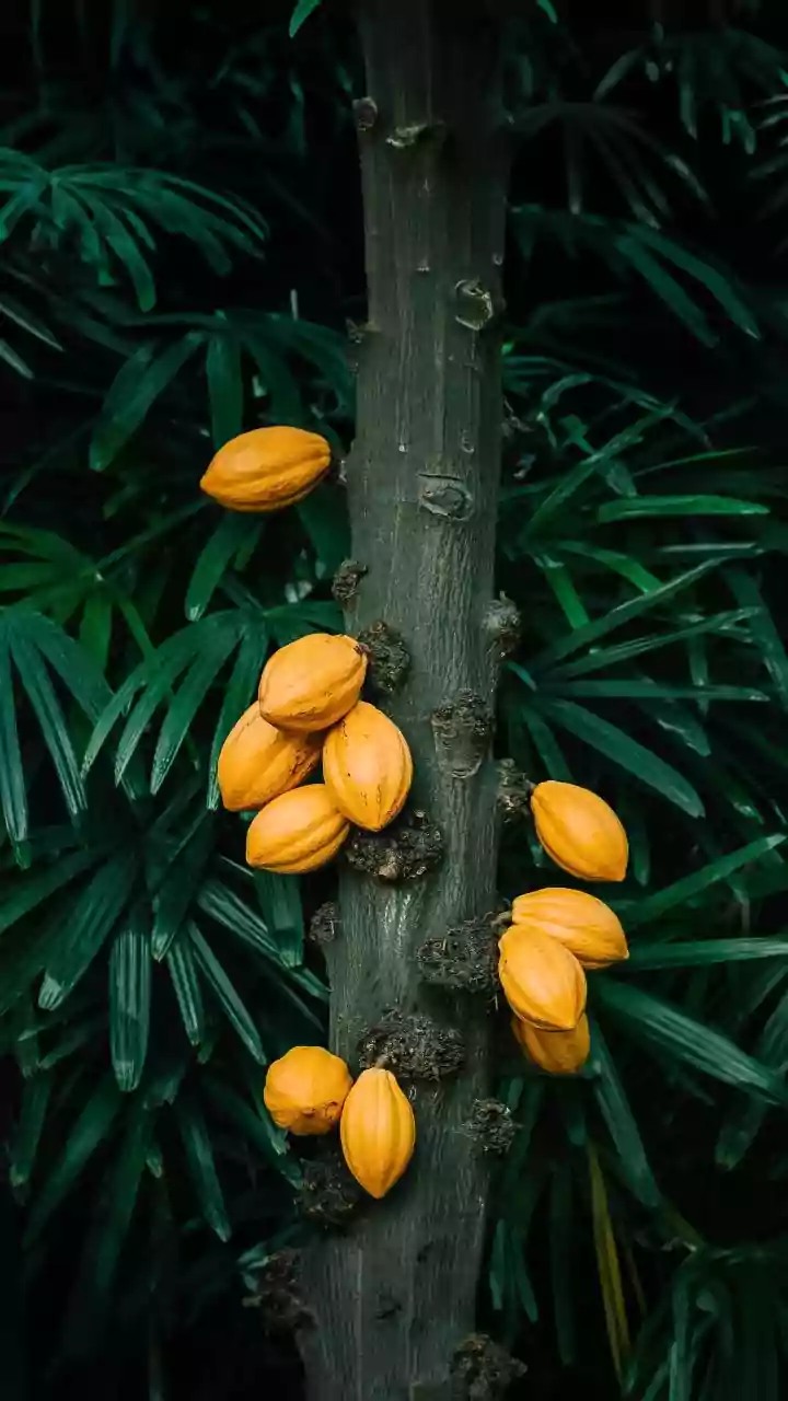 How South India’s Local Cacao Cultivation Drives Fresh Opportunities For Craft Chocolatiers
