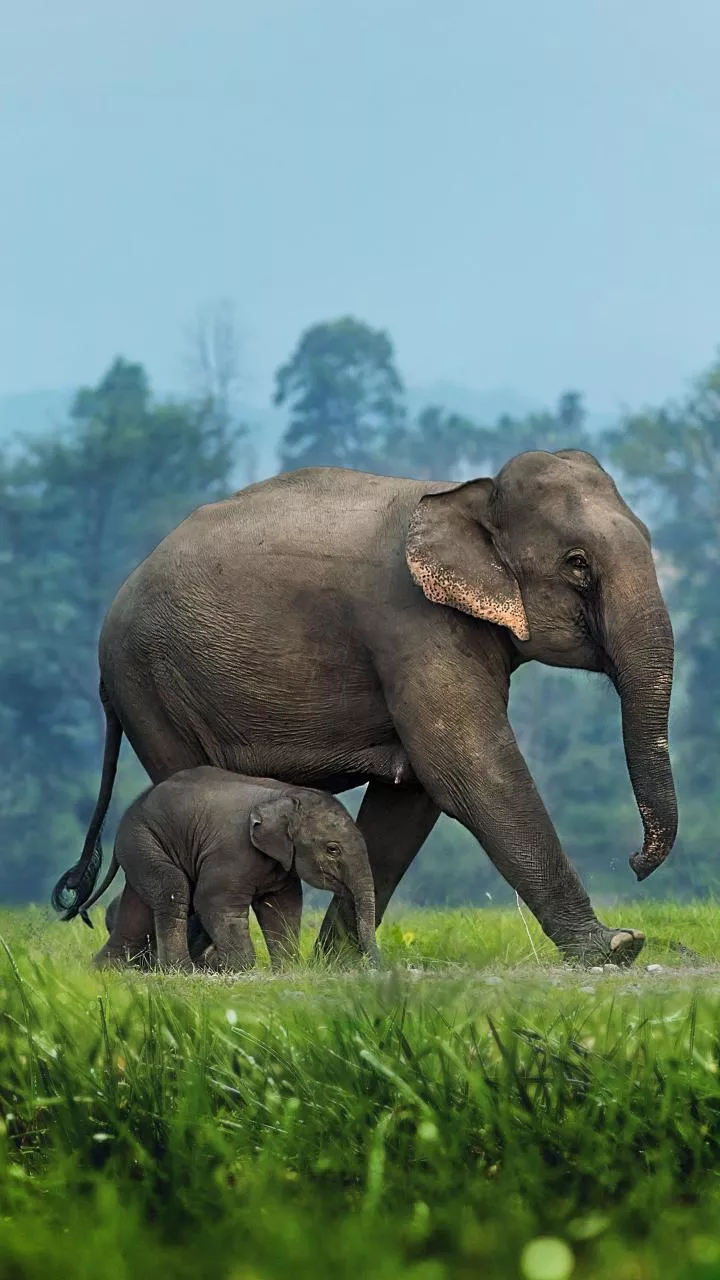 Karnataka steps up measures to tackle human-wildlife conflict: Minister Khandre