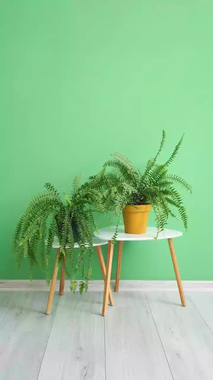 Ferns And Herbs Can Work In Suitable Vertical Garden Systems