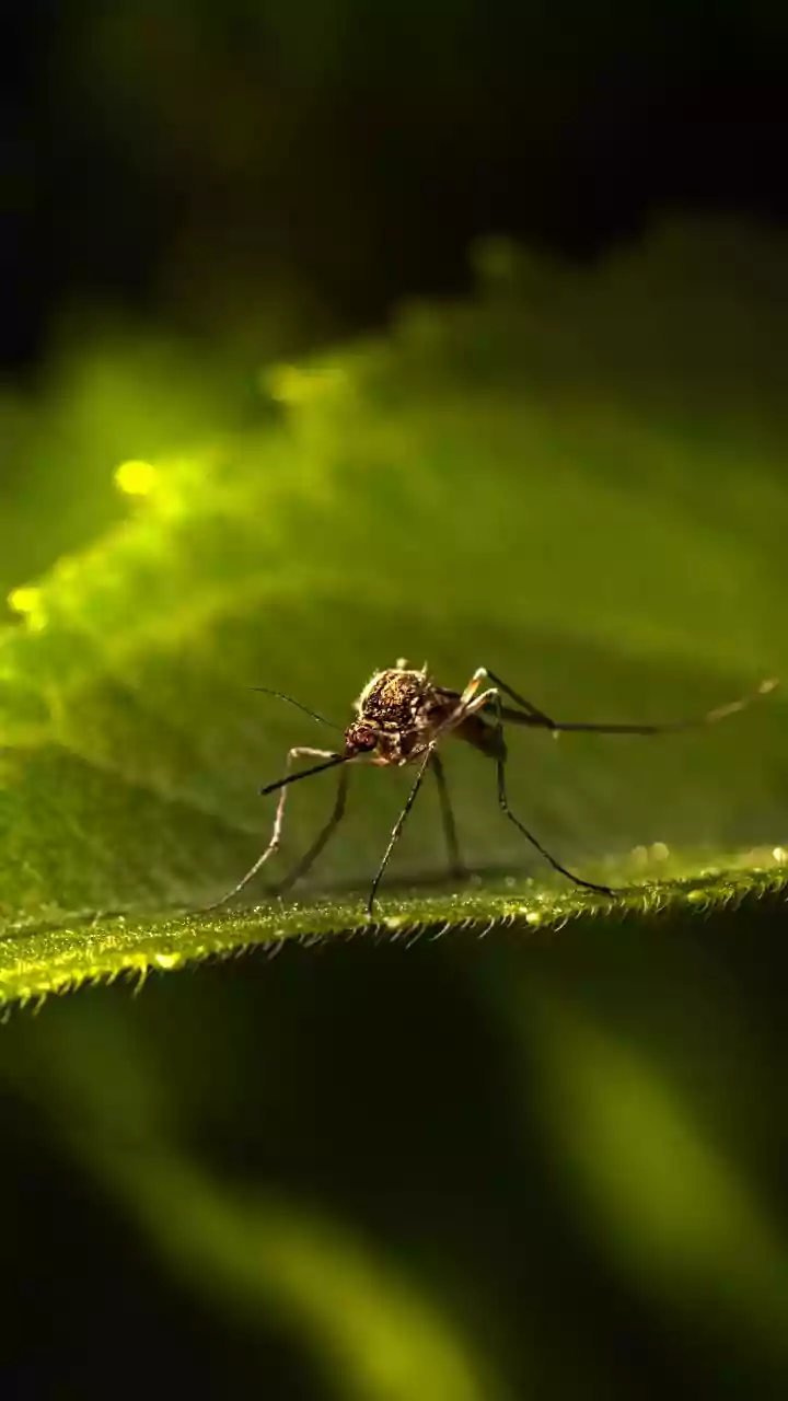 "Não resta dúvida sobre a eficácia da vacina da dengue", diz Padilha