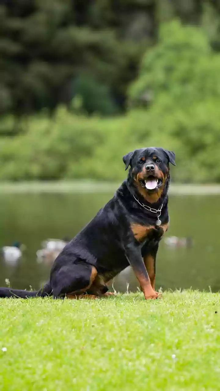 DNA Study On Why Large Dogs Age Faster Explained: The Study Examined Cell-Level Ageing