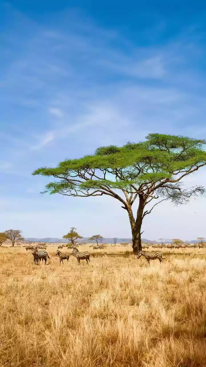 Kenya: Your Essential Travel Guide & Tips