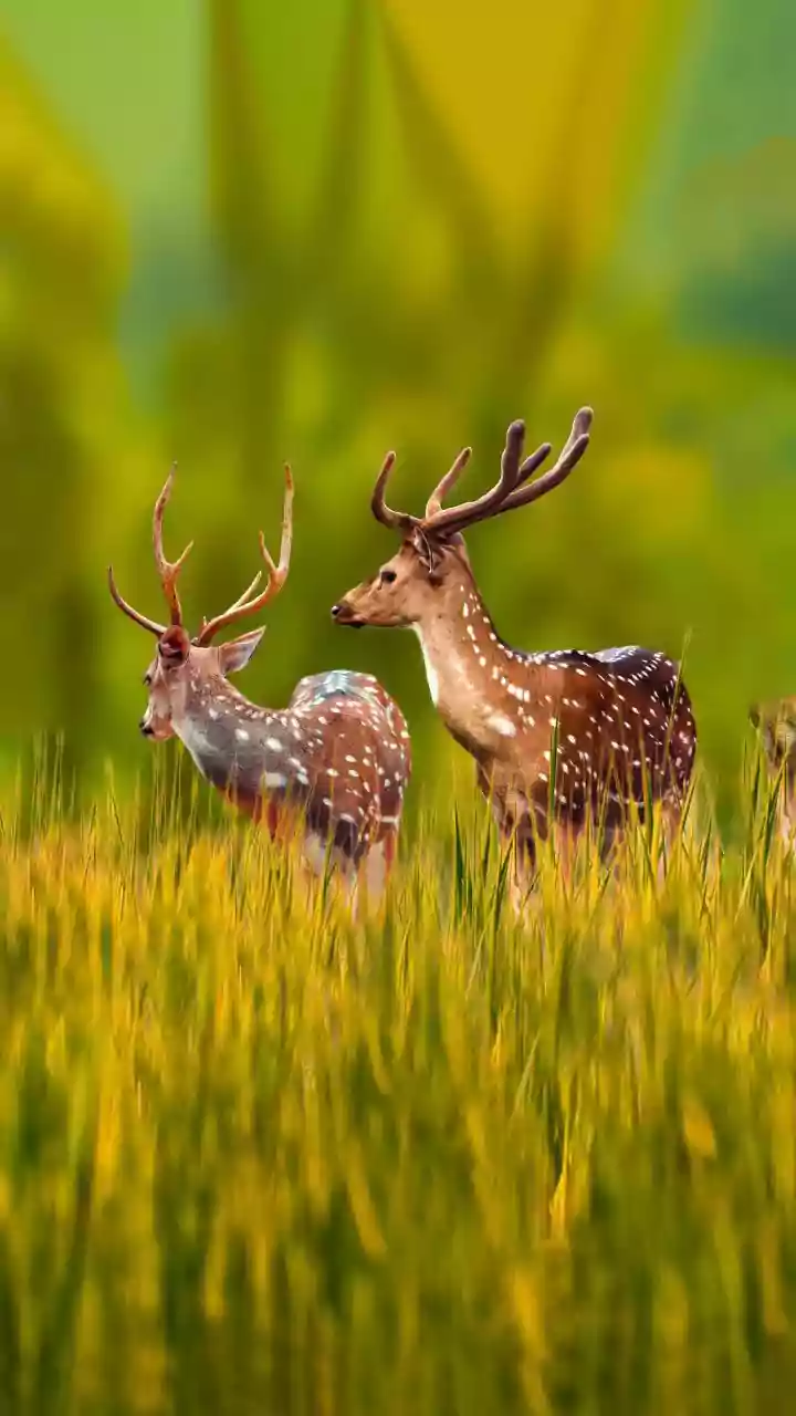 Indore News: Ralamandal Sanctuary Sets New Record In 2025, Earns Over ₹64 Lakh