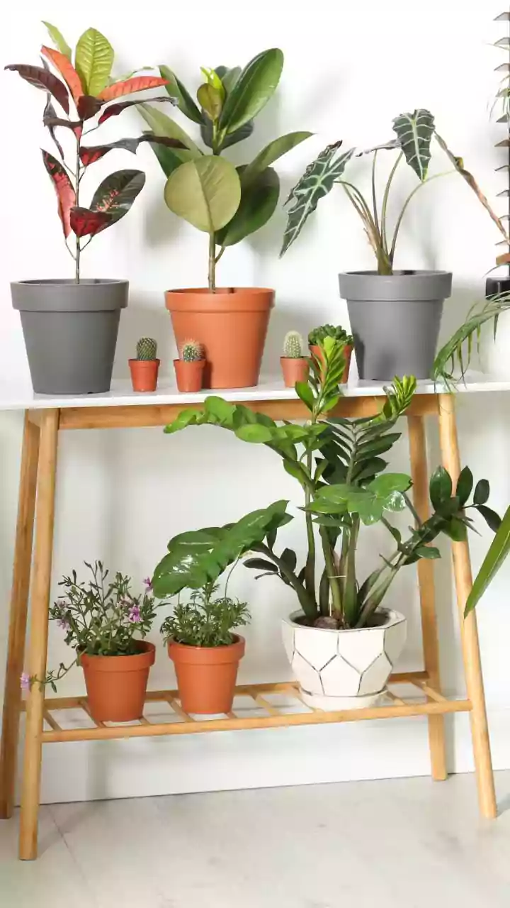 New Study Encourages Smarter Expectations About Plants And Indoor Air