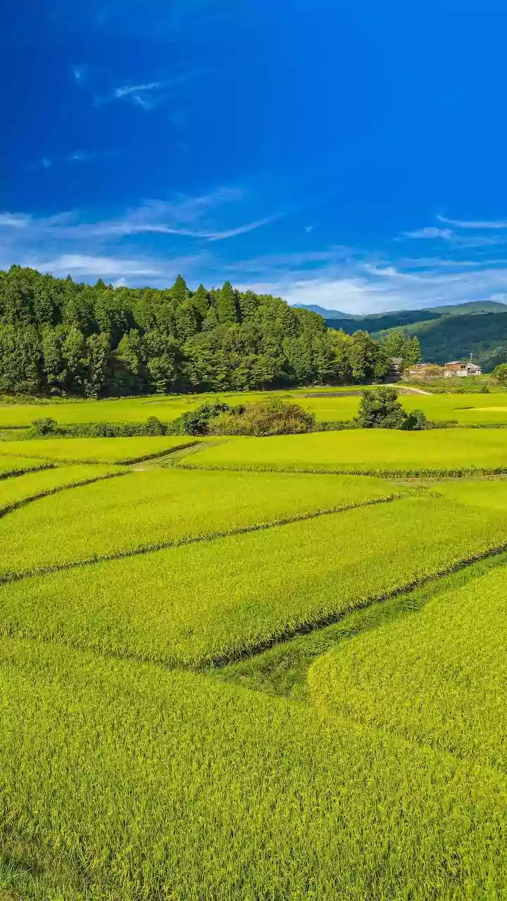 Understanding Rice Prices And Conflict With The Current Status Preserved