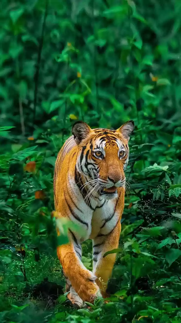 India's Premier Wildlife Escapes: 7 Unforgettable Safari Destinations