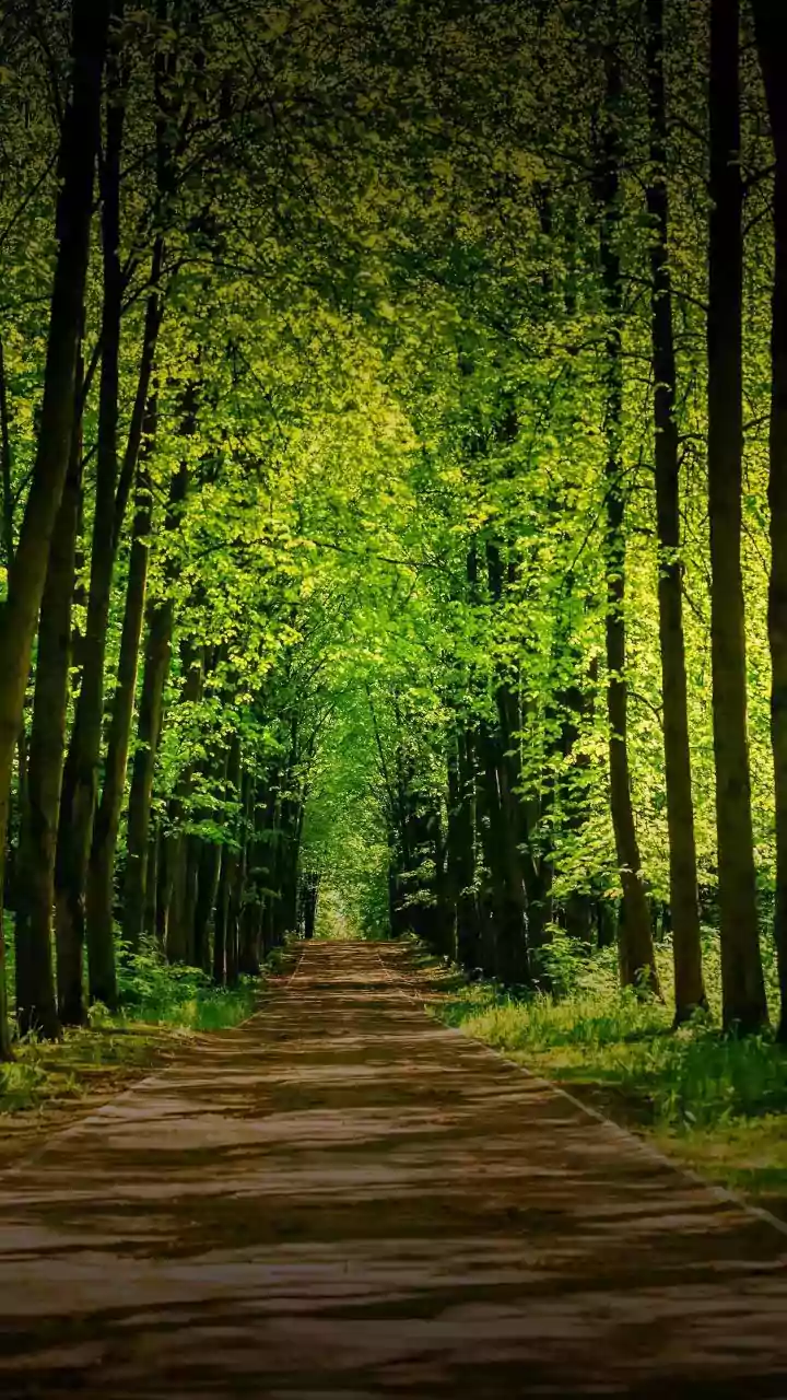 For nature lovers: Scenic forest trails in Luxembourg