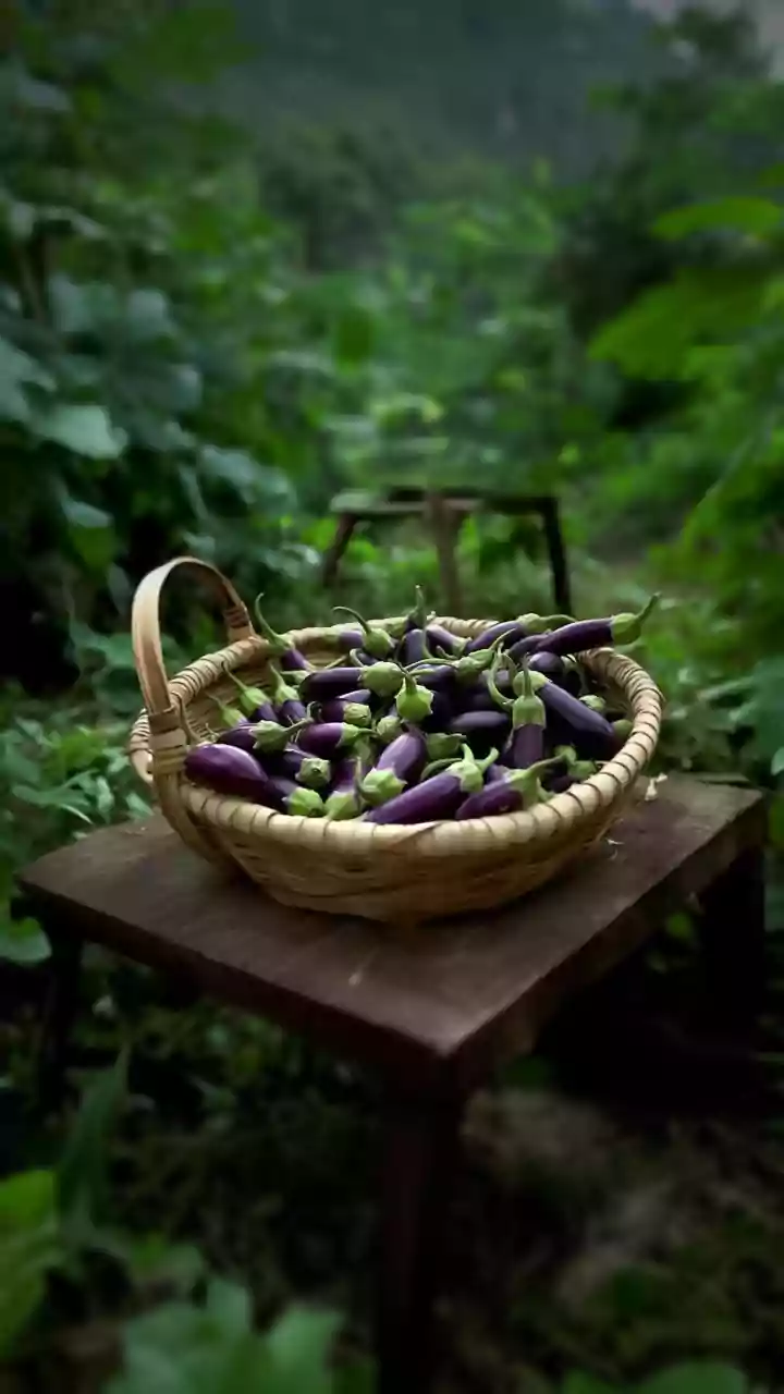 The August Sowing Window: Home Gardeners Can Compare Local Rainfall and Drainage and Sunlight before Planting Seeds in August