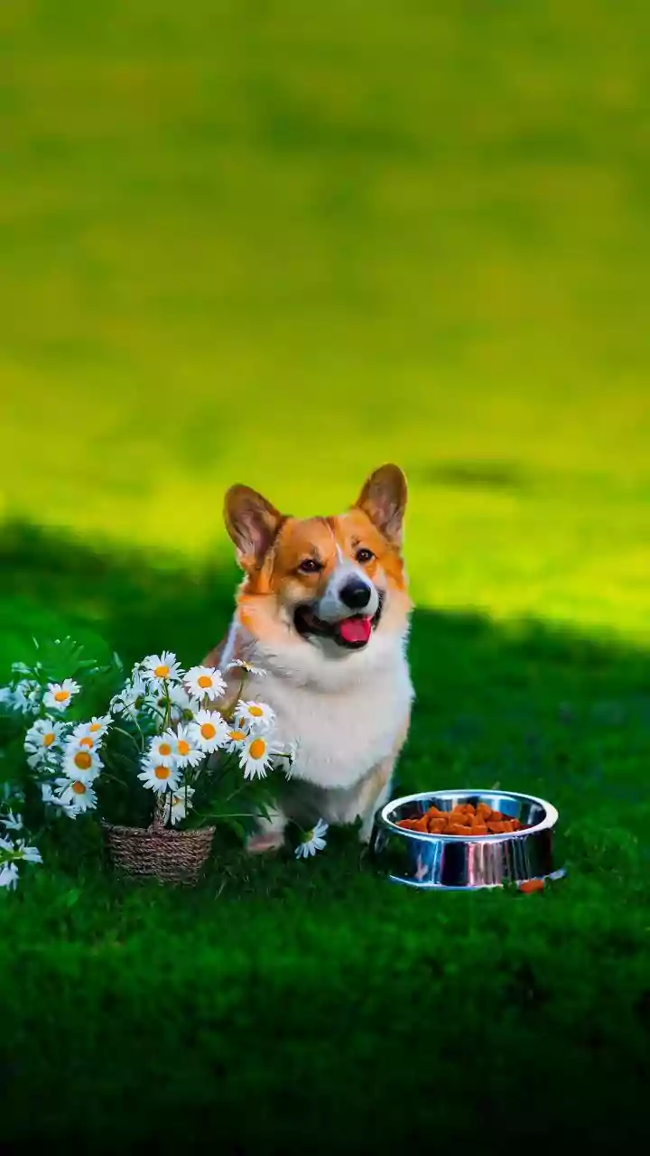 Premium Pet Routines Are Quietly Booming In India