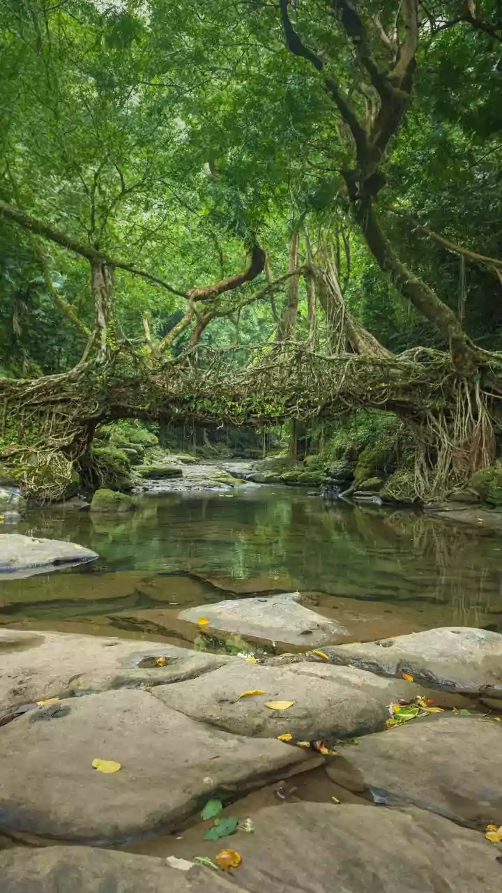 Why The Structural Integrity Of Living Root Bridges Increases Over Centuries Defying Steel Lifespans