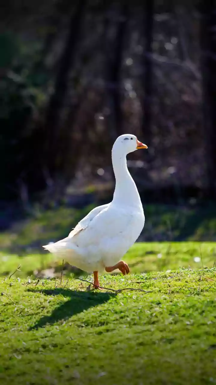 Fim do foie gras? Câmara aprova lei que proíbe produção e venda de itens com alimentação forçada