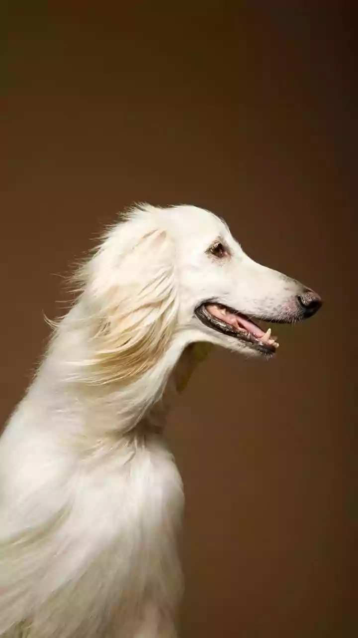 Long Coats May Need More Frequent Brushing than Short Coats