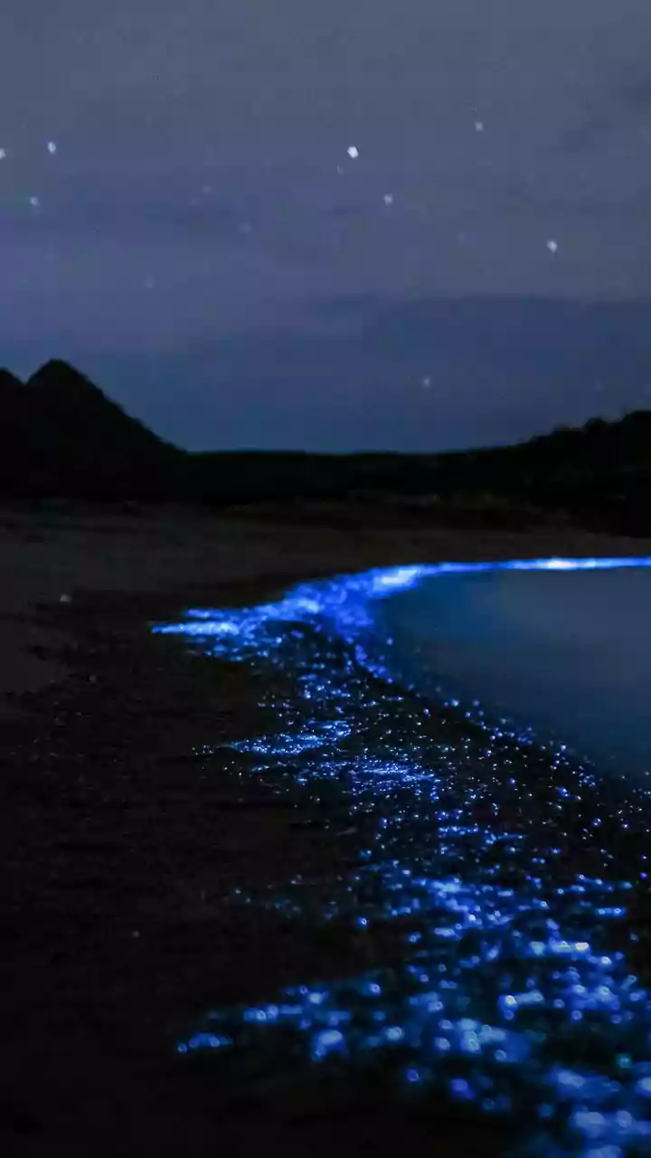 Fireflies Are Putting On Nature's Greatest Light Show