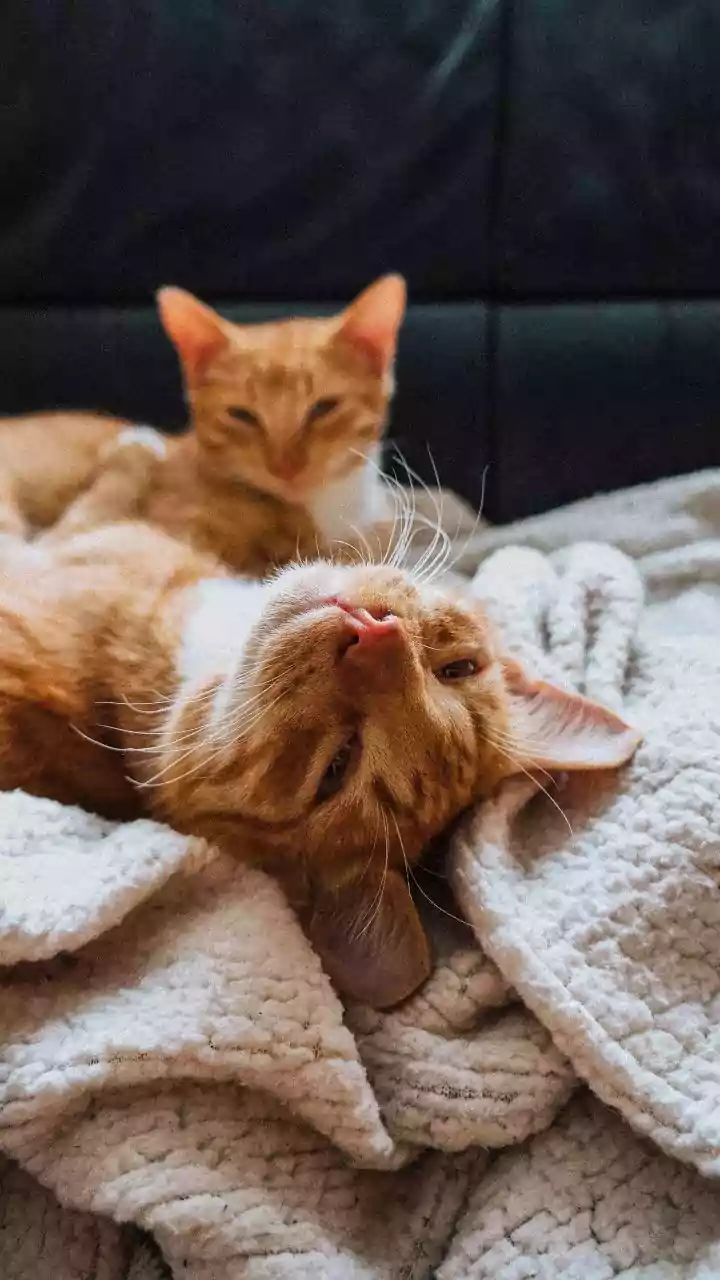 International Cat Day Puts Indoor Cat Safety in Focus